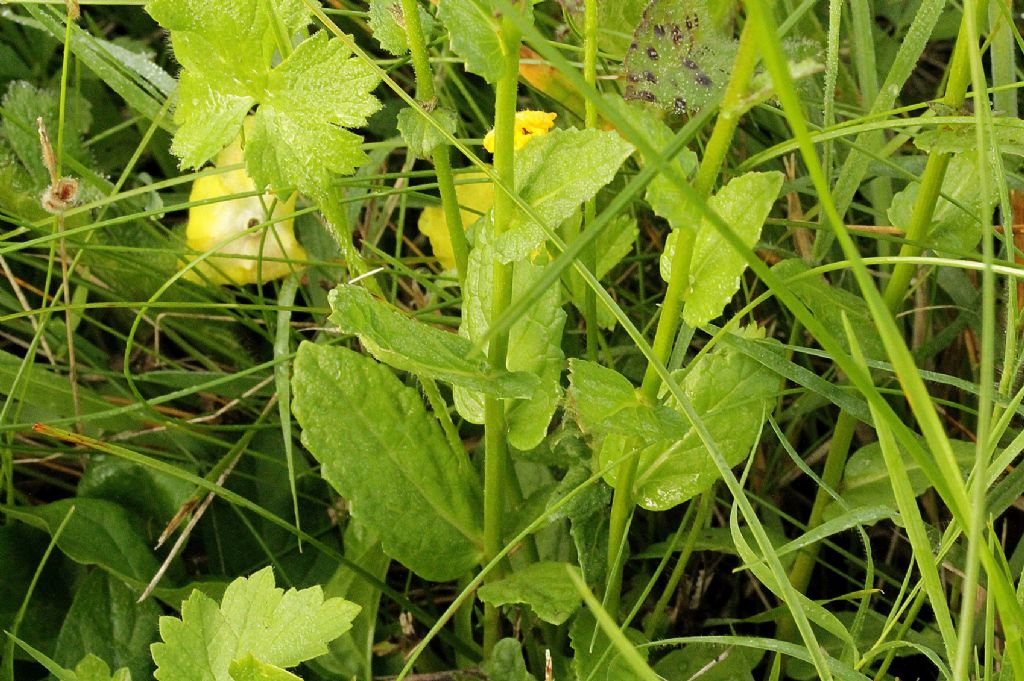 Verbascum blattaria / Verbasco polline